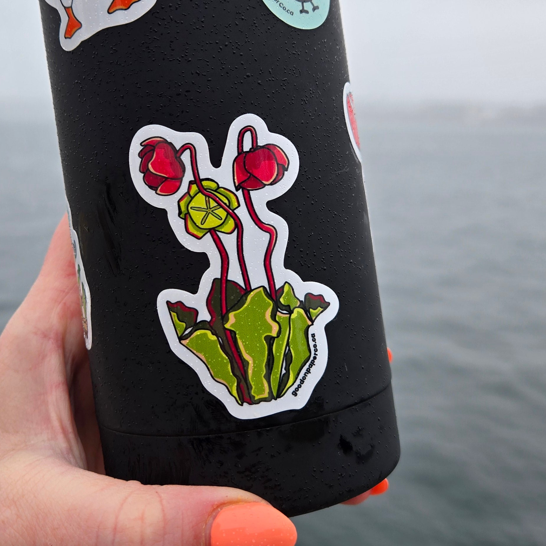 Pitcher Plant (NL) | Vinyl Sticker